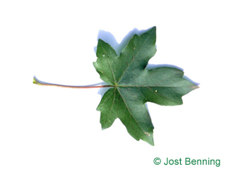 The lobate leaf of acero campestre