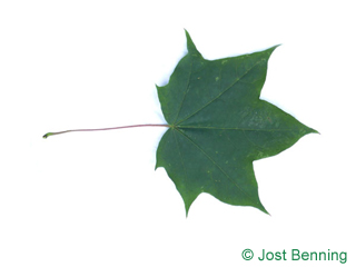 The lobate leaf of Cappadocian Maple