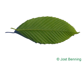 The ovoidale leaf of Hornbeam Maple
