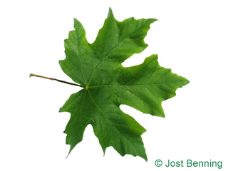 The lobate leaf of acero a grande foglia | acero dell'Oregon