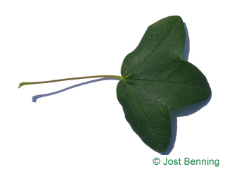 The lobate leaf of acero minore