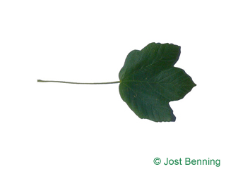 The lobate leaf of Italian Maple