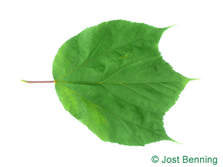 The lobate leaf of acero a strisce
