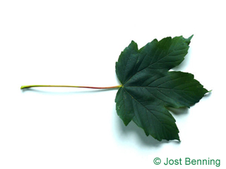 The lobate leaf of acero di montagna