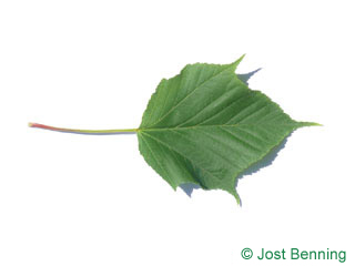 The lobate leaf of acero rufinerve