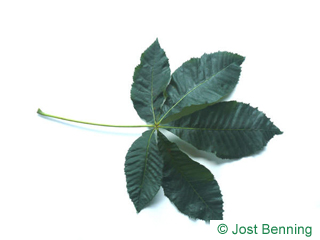 The composte leaf of ippocastano rubino