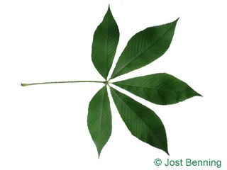 The composte leaf of buckeye leaves