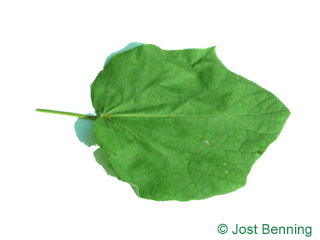 The a forma di cuore leaf of Yellow Catalpa
