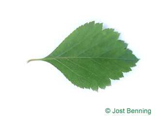 The ovoidale leaf of Douglas Hawthorn