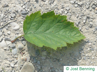 The ovoidale leaf of Quebec Hawthorn