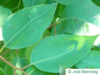 The ovoidale leaf of Grey Ironbark