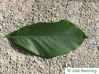 The ovoidale leaf of Japanese Beech