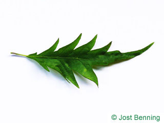 The curvate leaf of Cut Leaf Beech
