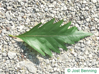 The curvate leaf of Oak Leaved Beech