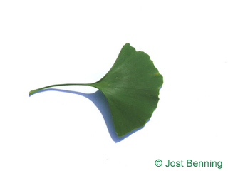 The ventaglio leaf of ginkgo