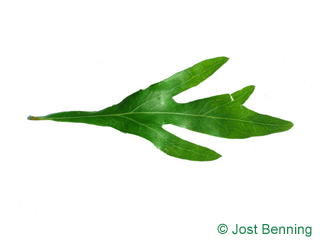The composte leaf of Silky Oak