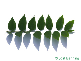 The composte leaf of Kentucky Coffee Tree