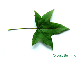 The lobate leaf of gomma tenera