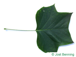 The lobate leaf of tulipier