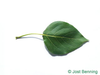The triangolari leaf of pioppo carolina