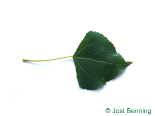 The triangolari leaf of pioppo lombardo