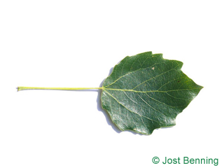 The ovoidale leaf of pioppo grigio