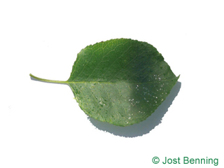 The ovoidale leaf of Mahaleb Cherry