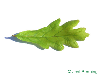 The curvate leaf of quercus alba | quercia bianca