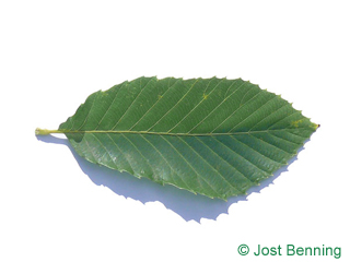 The ovoidale leaf of Pontine Oak