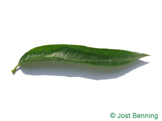 The lanceolate leaf of salice fragile