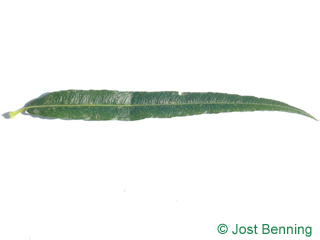 The lanceolate leaf of vimini