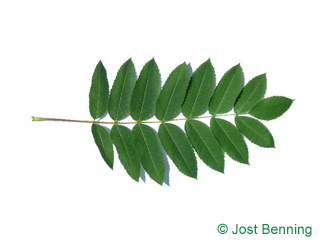 The composte leaf of American Mountain Ash