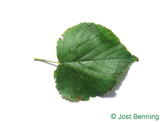 The a forma di cuore leaf of tiglio selvatico