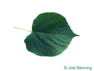 The a forma di cuore leaf of tiglio intermedio