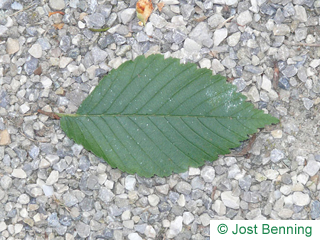 The ovoidale leaf of American Elm