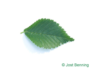 The ovoidale leaf of Dutch Elm
