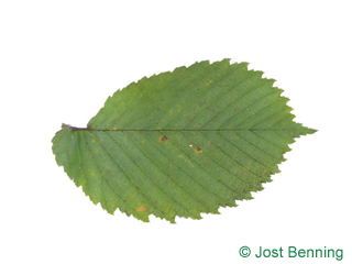 The ovoidale leaf of European White Elm